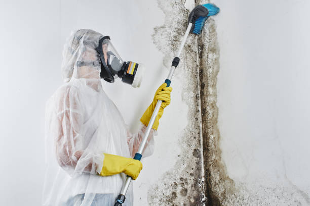 Mold Removal and Inspection in Manchester, WA
