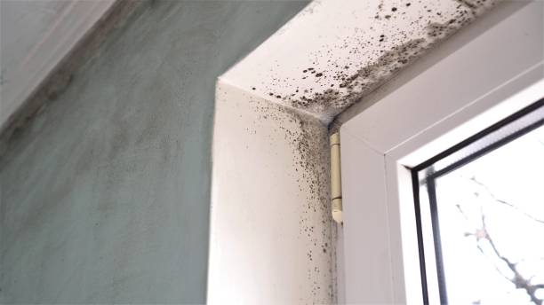 Best Same-Day Mold Removal  in Manchester, WA