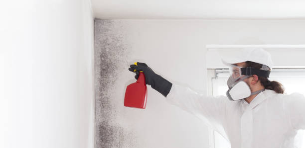 Best Commercial Mold Removal  in Manchester, WA