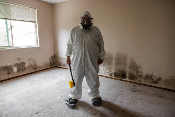 Best Mold Damage Repair  in Manchester, WA