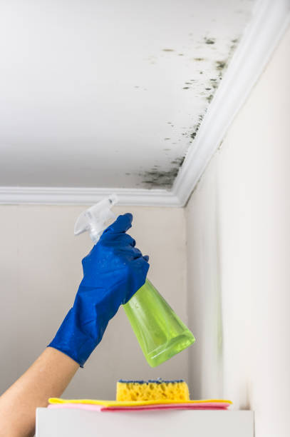 Best Best Mold Removal Companies  in Manchester, WA